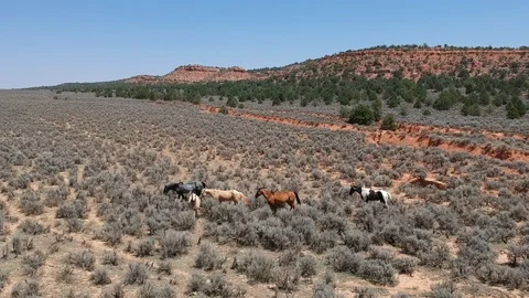 Plain field with wild horses - drone shot Stock Footage 107878231