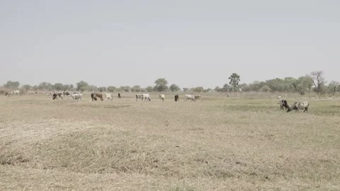 Plain with grazing cows Stock Footage 341342684