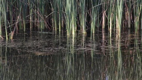 Plain landscape. River Video stock 83034146