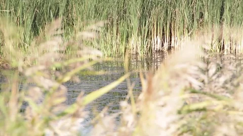 Plain landscape. River Video stock 83034153