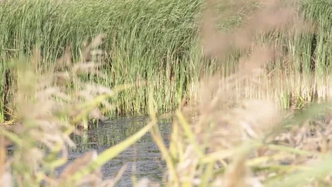 Plain landscape. River Stock Footage 83034217