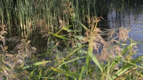 Plain landscape. River Video stock 83034255