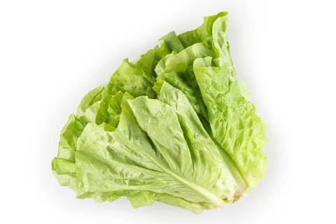 Plain lettuce isolated on white background. Stock Photos