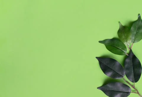 Plain light green background with leaves on the right. Foto stock