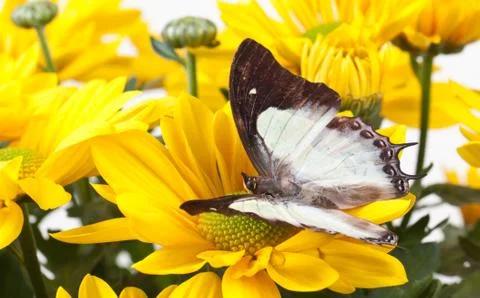 Plain Nawab Butterfly Stock Photos