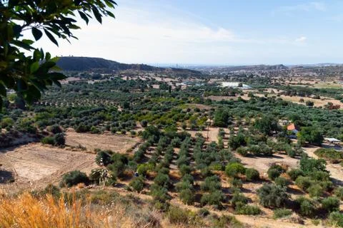 Plain with olive trees and rural houses. Cyprus Stock Photos