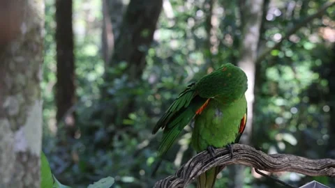 Plain parakeet Stock Footage 227576582