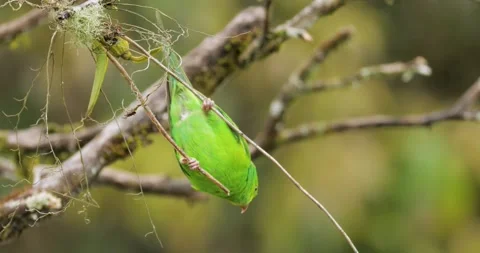 Plain Parakeet hanging from branch Видео 342258960