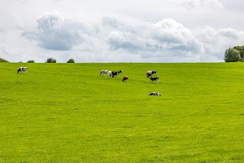 Plain of a plot with green grass with herd of cows grazing Stock Photos