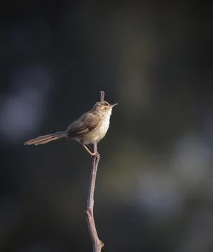 The plain prinia, also known as the plain wren-warbler or white-browed wren-w Stock Photos