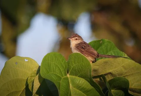 The plain prinia, also known as the plain wren-warbler or white-browed wren-w Stock Photos