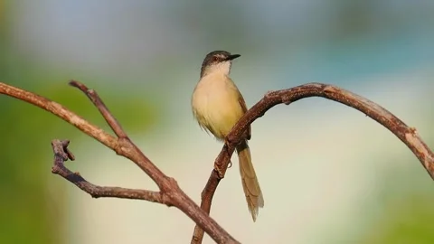 Plain Prinia Bird Perched on a Curved Dry Branch with Soft Green Foliage. Vidéo 328632572