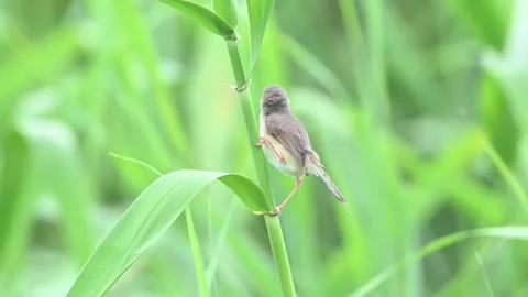 Plain prinia bird perched on a green reed stem in its natural habitat 库存影片 336033596