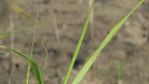 Plain Prinia bird perching on grass leaf  in wetland found in Southeast Asia. 库存影片 332989981
