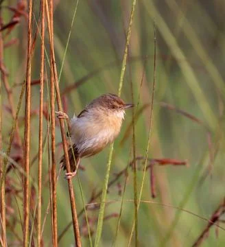 Plain prinia bird sitting on a tree branch. Stock Photos