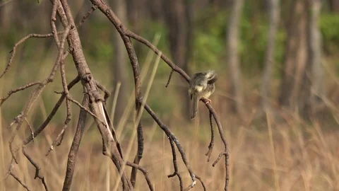 Plain Prinia, Cambodia Stock Footage 121541834