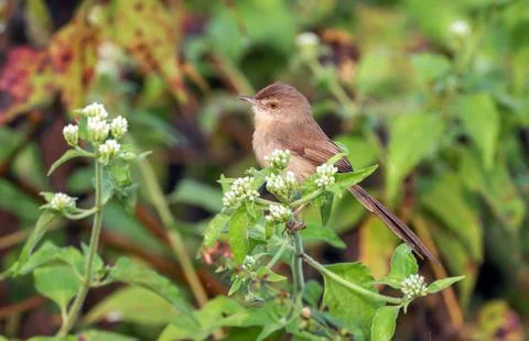 Plain prinia on flower. Stock Photos