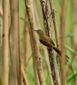 Plain prinia in a perch Stock Photos