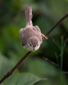 Plain prinia perched on a branch Stock Photos
