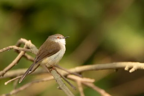 Plain prinia perched on a tree branch Stock Photos