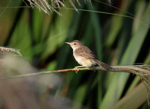 A Plain prinia perching on a grass. Stock Photos