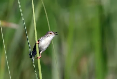 A Plain prinia perching on a grass. Stock Photos