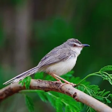 Plain prinia Stock Photos