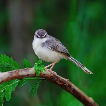 Plain prinia Stock Photos