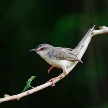 Plain prinia Stock Photos