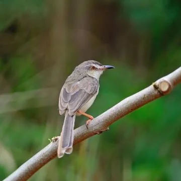 Plain prinia Stock Photos