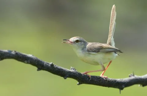 Plain prinia Stock Photos
