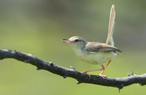 Plain prinia Stock Photos
