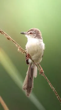 Plain Prinia Stock Photos