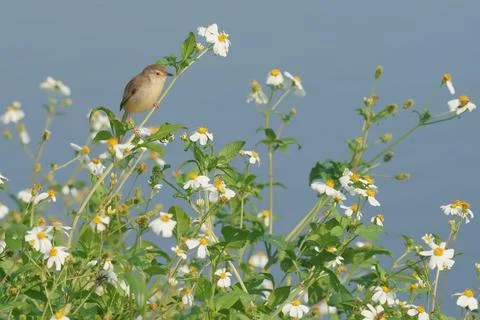 Plain Prinia Foto stock