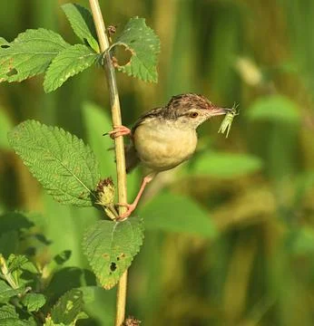 A Plain Prinia Foto stock