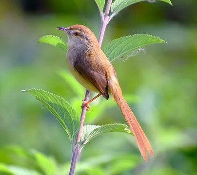 A Plain Prinia Foto stock