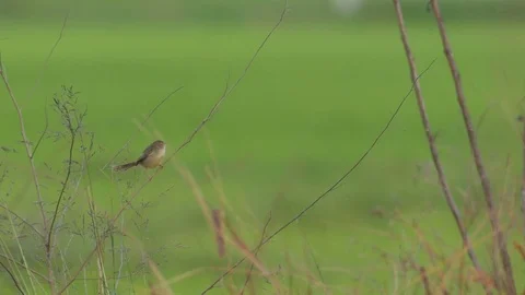 Plain Prinia resting on the branch and flying away Stock Footage 72578023
