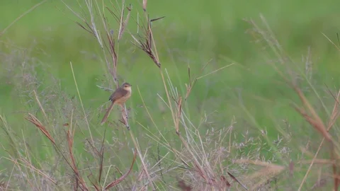 Plain Prinia resting on the grass shoot 스톡 동영상 73369201