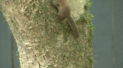 Plain Pygmy Squirrel collect moss with mouth of rainforest tree trunk for nest Stock Footage 56682232