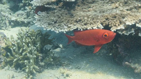 Plain red crescent-tail bigeye hovering under table coral Stock Footage 112582908