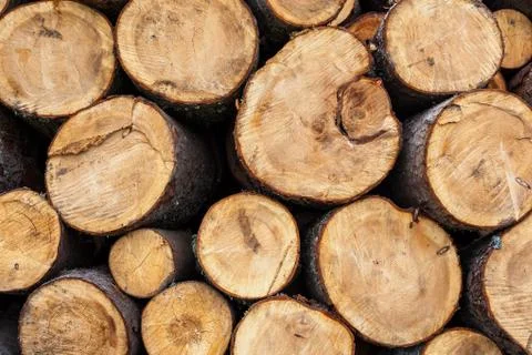 Plain sawn pine tree textuure. Foto stock