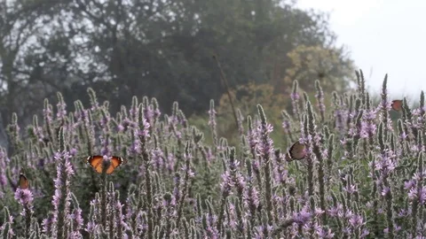 Plain Tiger Buterfly Stock Footage 98517661