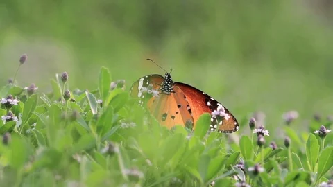Plain Tiger Buterfly on leaf Stock Footage 98518077