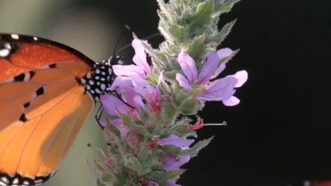 Plain Tiger Buterfly on leaf Stock Footage 98521040