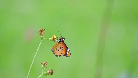 Plain Tiger Butterfly (Danaus chrysippus) Gently Feeding on Flower in Soft Meado 스톡 동영상 322038743