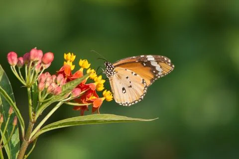Plain tiger butterfly feeding on tiny colourful flowers Stock Photos
