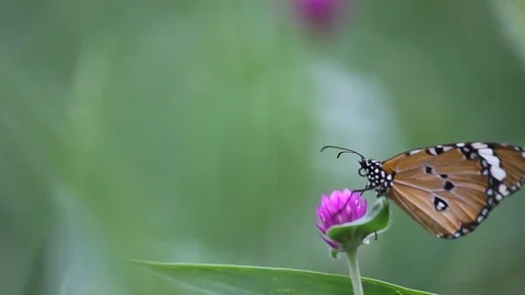 The Plain Tiger Butterfly Stock Footage 103679003