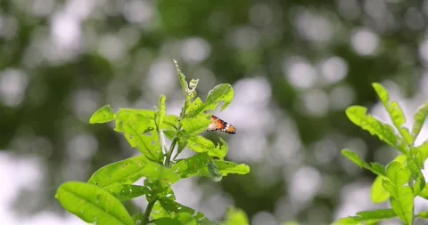 Plain Tiger Butterfly Hovering by Damaged Green Leaves Stock Footage 325364571