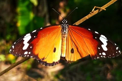 Plain tiger butterfly perched on a tree branch Stock Photos
