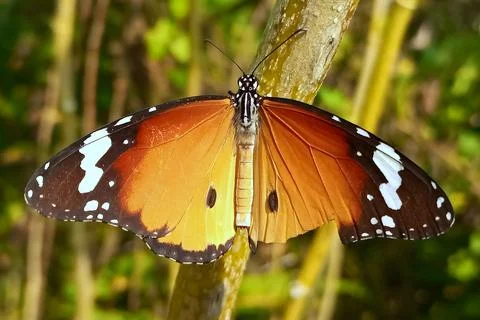 Plain tiger butterfly perched on a tree branch Stock Photos